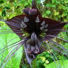 Tacca chantrieri