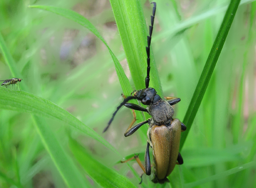 Tach auch, Frau Fliege...