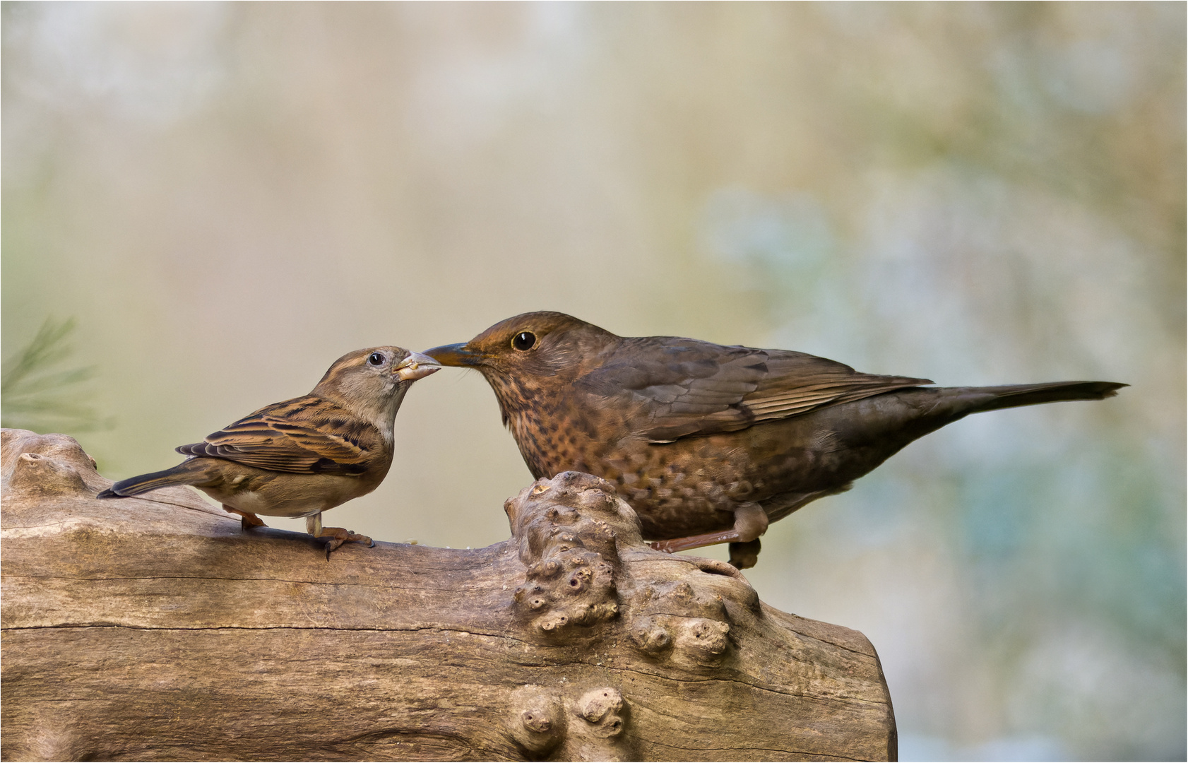 Tach Frau  Amsel........