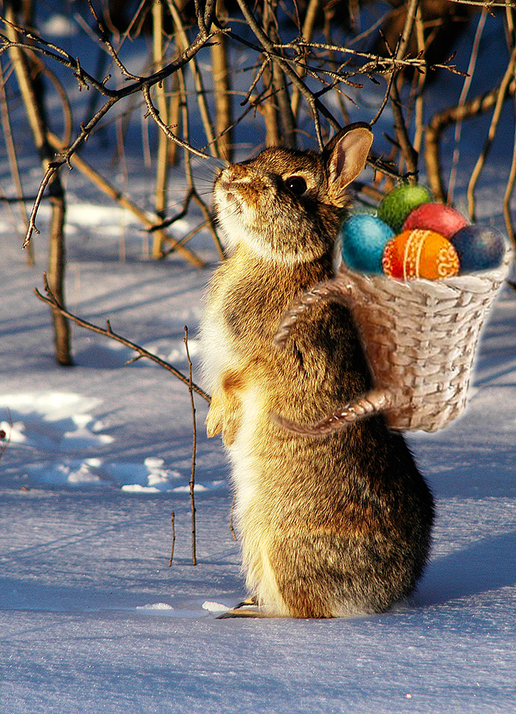 Tach, ich bin der Kumpel vom Osterhasi und bringe Euch schöns Sachens.