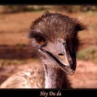 Tach ich bin Emu aus der roten Mitte,