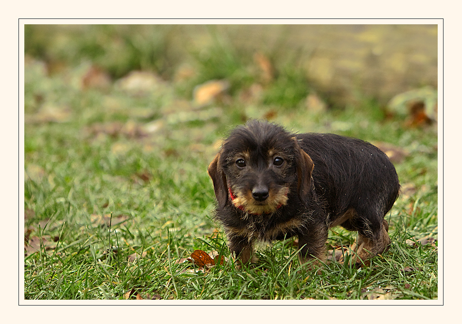 Tach, zusammen! Ich bin die Paula... Foto & Bild tiere, tierkinder