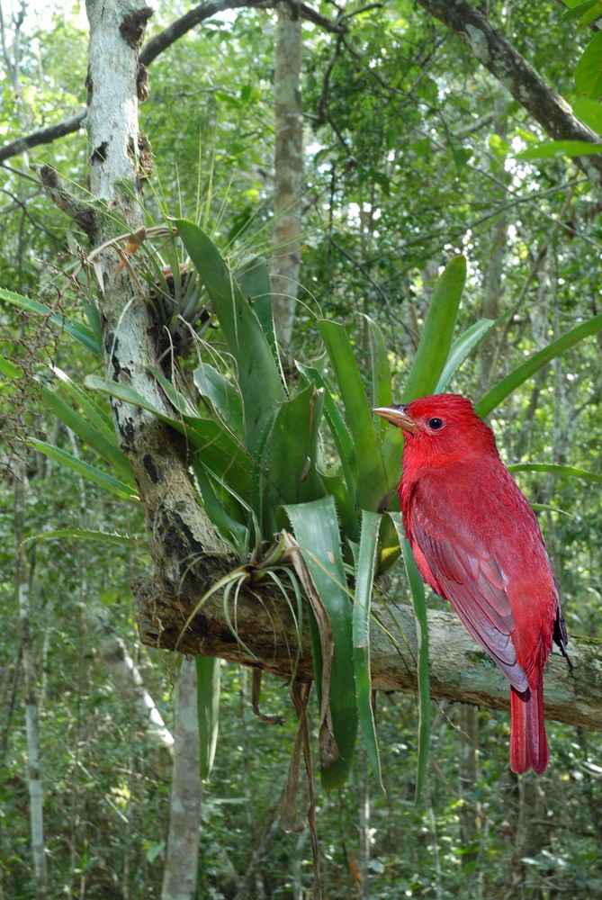 tache rouge dans la jungle