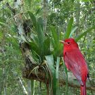 tache rouge dans la jungle