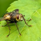 Tachina fera