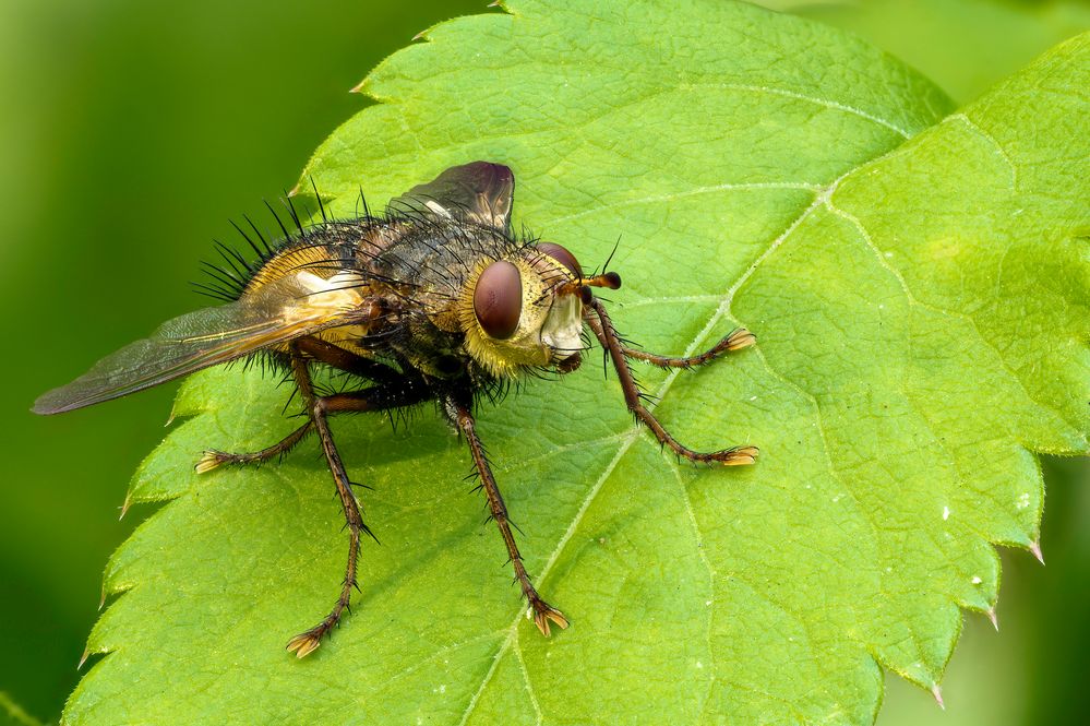 Tachina fera