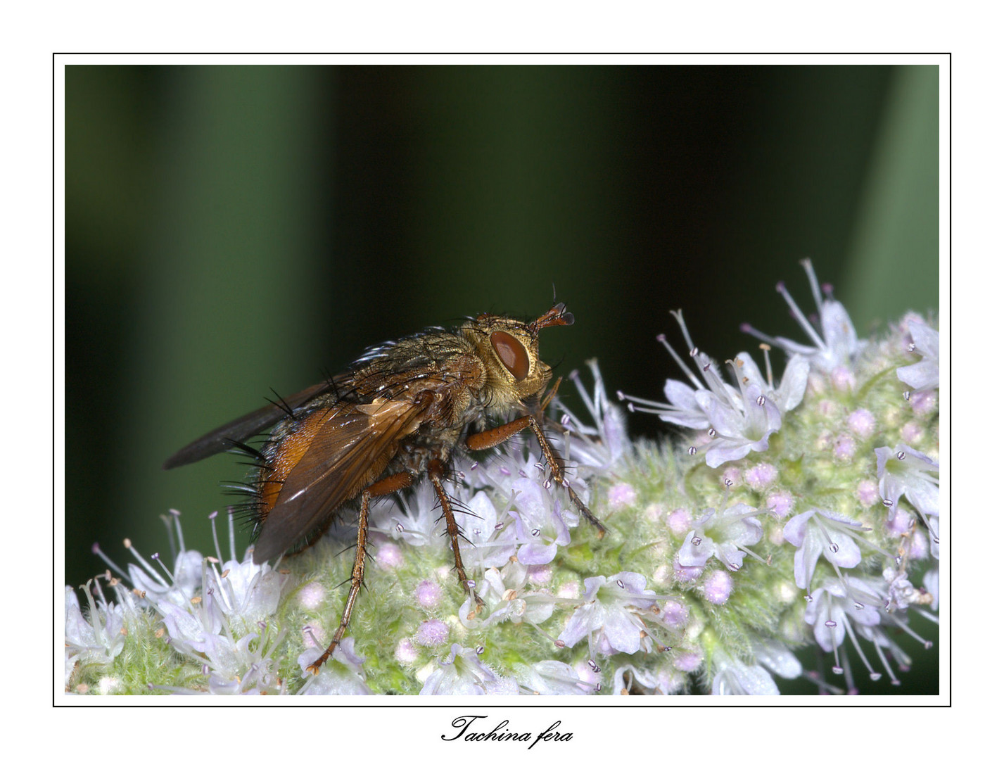 Tachina fera