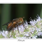 Tachina fera