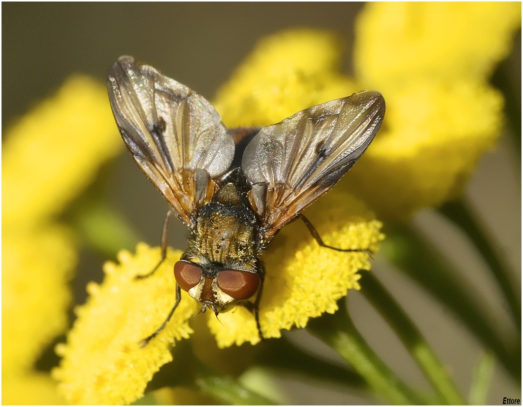 Tachina fera