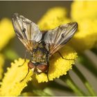 Tachina fera