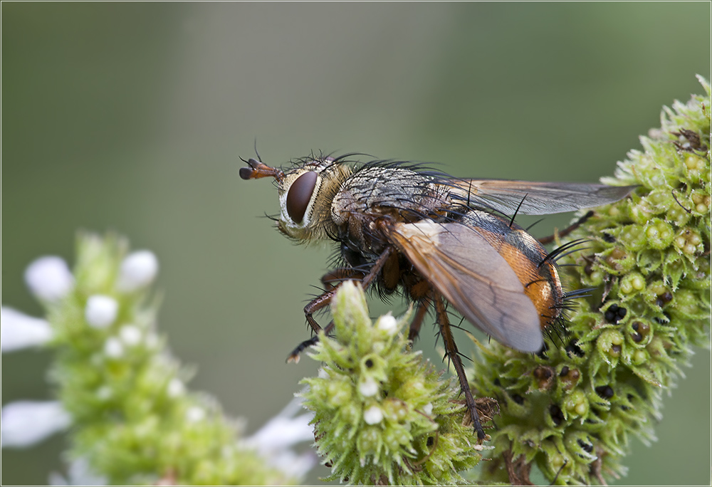 Tachina fera