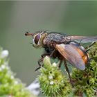 Tachina fera