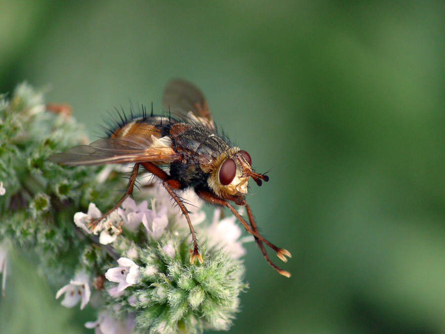 Tachina fera...