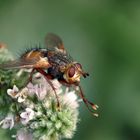 Tachina fera...