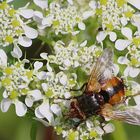 Tachina fera