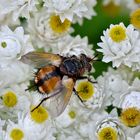 Tachina fera