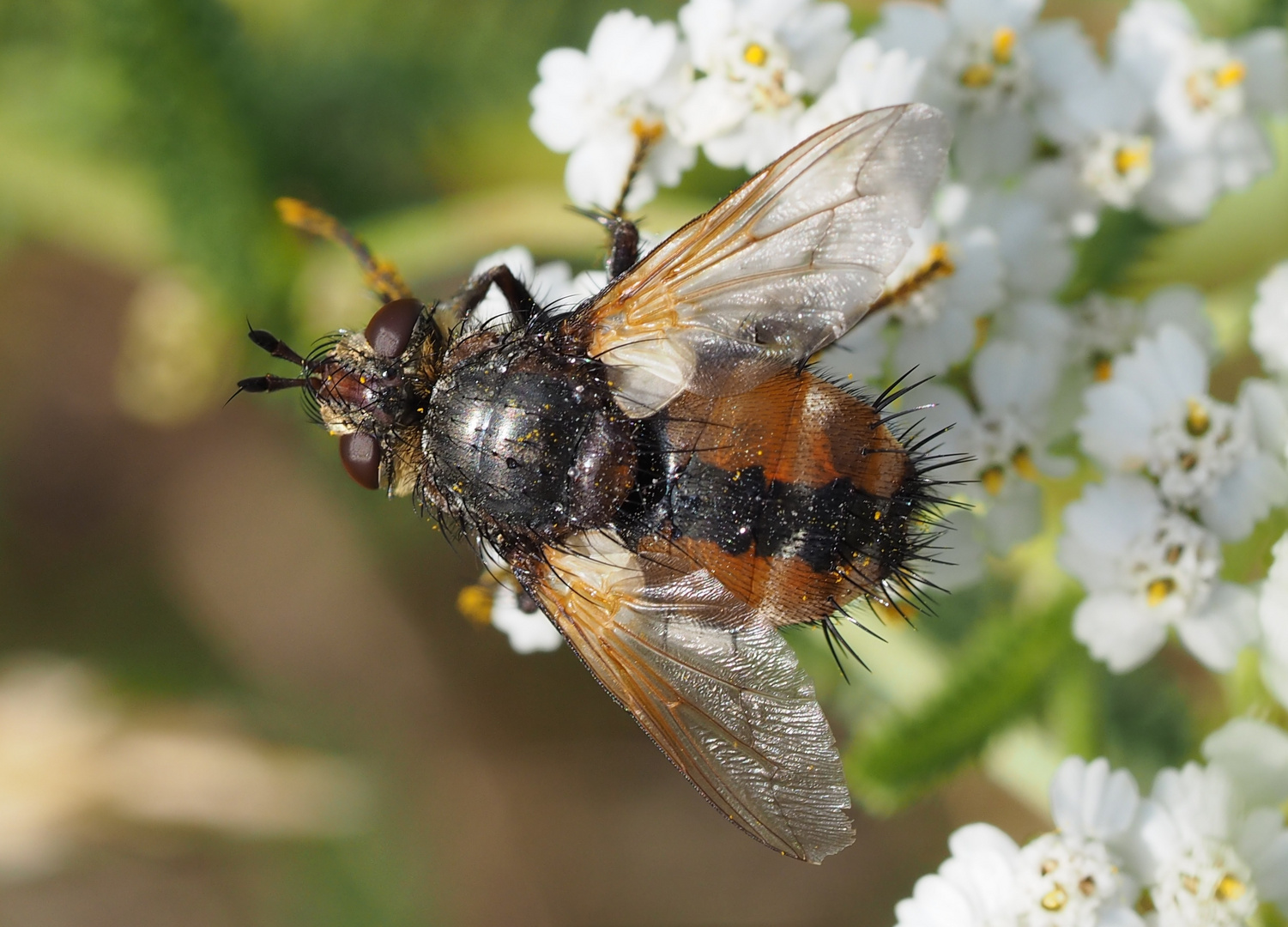 Tachina fera, eine Raupenfliege