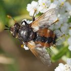 Tachina fera, eine Raupenfliege