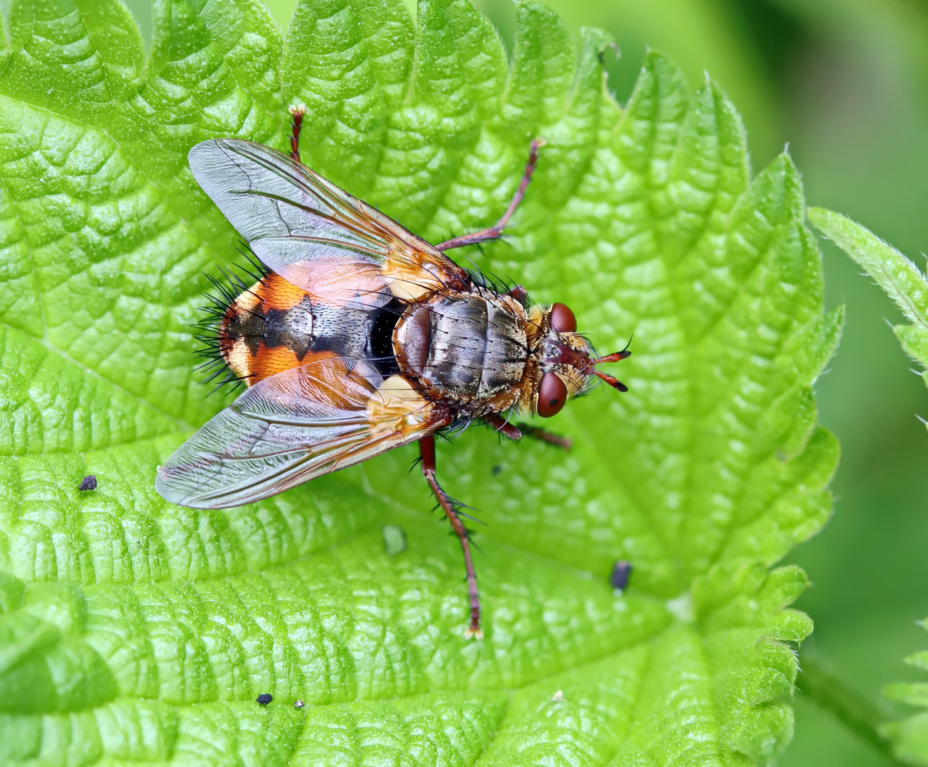 Tachina fera-magnicornis