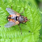 Tachina fera-magnicornis