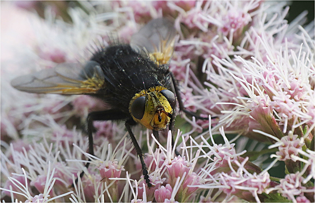   	Tachina grossa