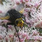   	Tachina grossa