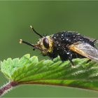  Tachina grossa