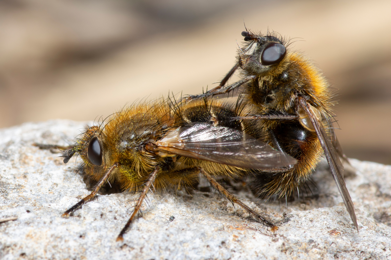 Tachina ursina