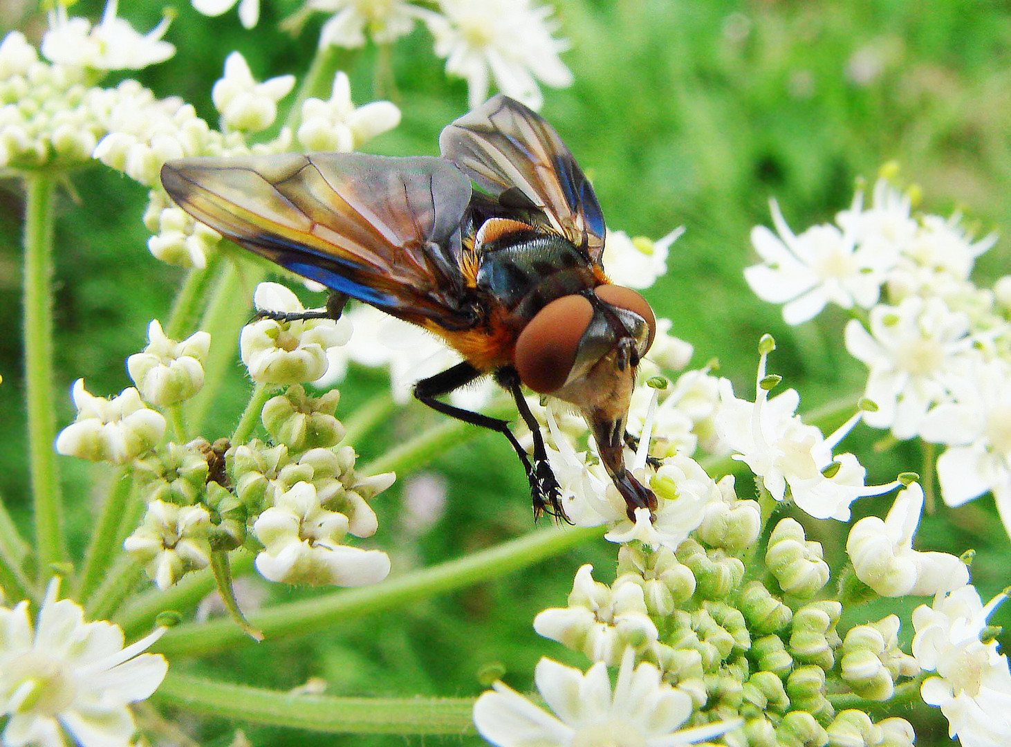 Tachinaire Alophore hémiptère (Phasia hemiptera) 