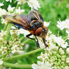 Tachinaire Alophore hémiptère (Phasia hemiptera) 