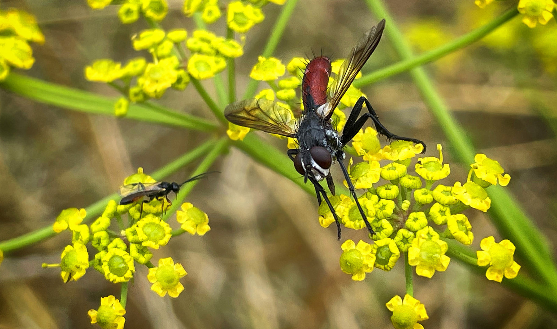 Tachinaire Cylindromyia bicolor sur fleurs de panet sauvage