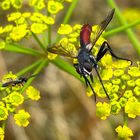 Tachinaire Cylindromyia bicolor sur fleurs de panet sauvage