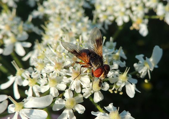 Tachinaire Ectophasia crassipennis