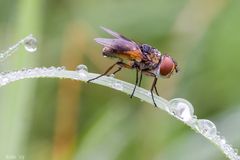 Tachinidae