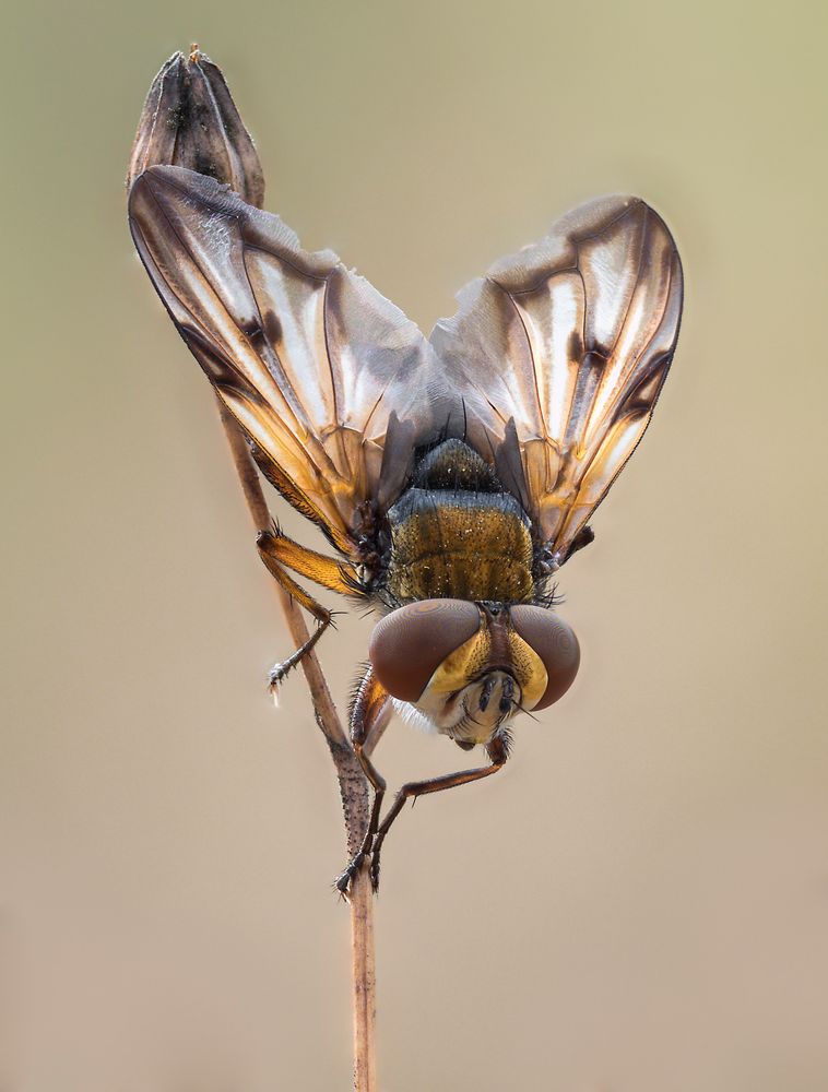 Tachinidae #2