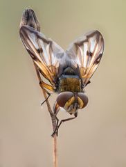 Tachinidae #2