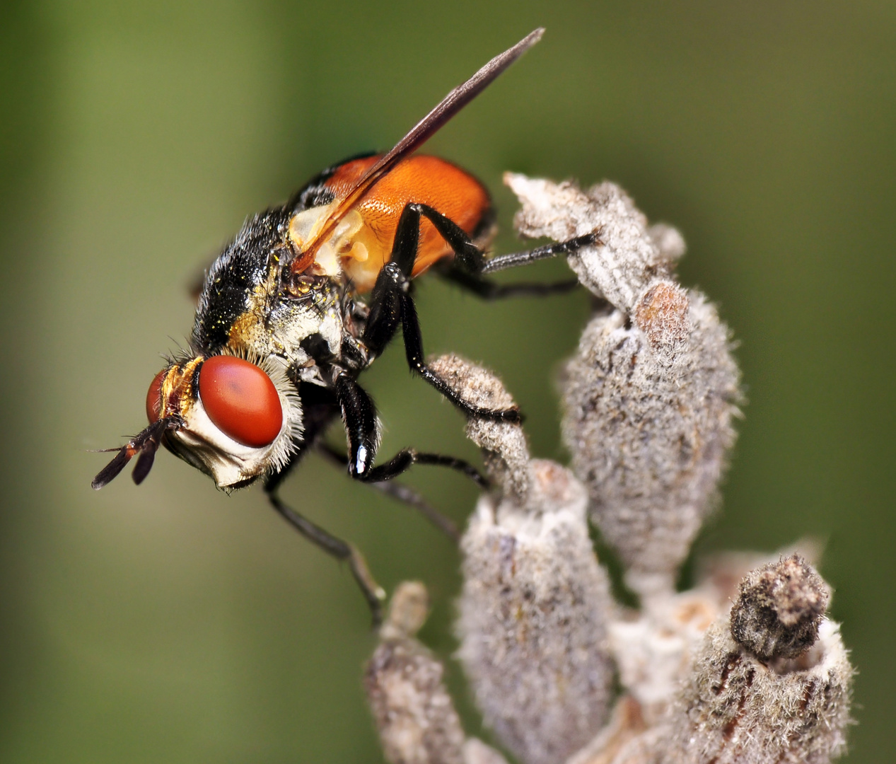 Tachinidae...