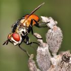 Tachinidae...