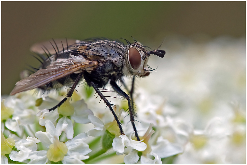 Tachinidae