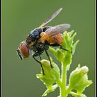 Tachinidae