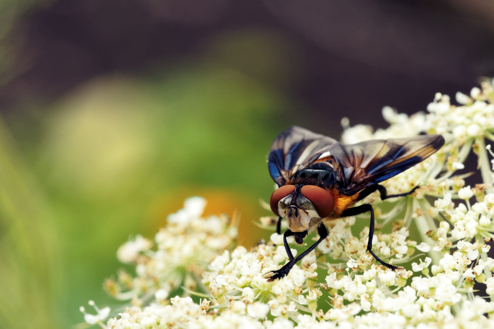 Tachinidae