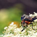 Tachinidae