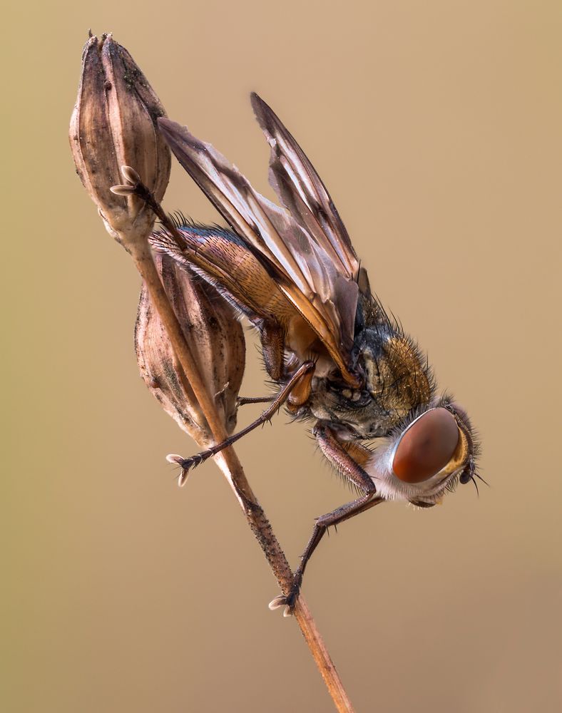 Tachinidae 