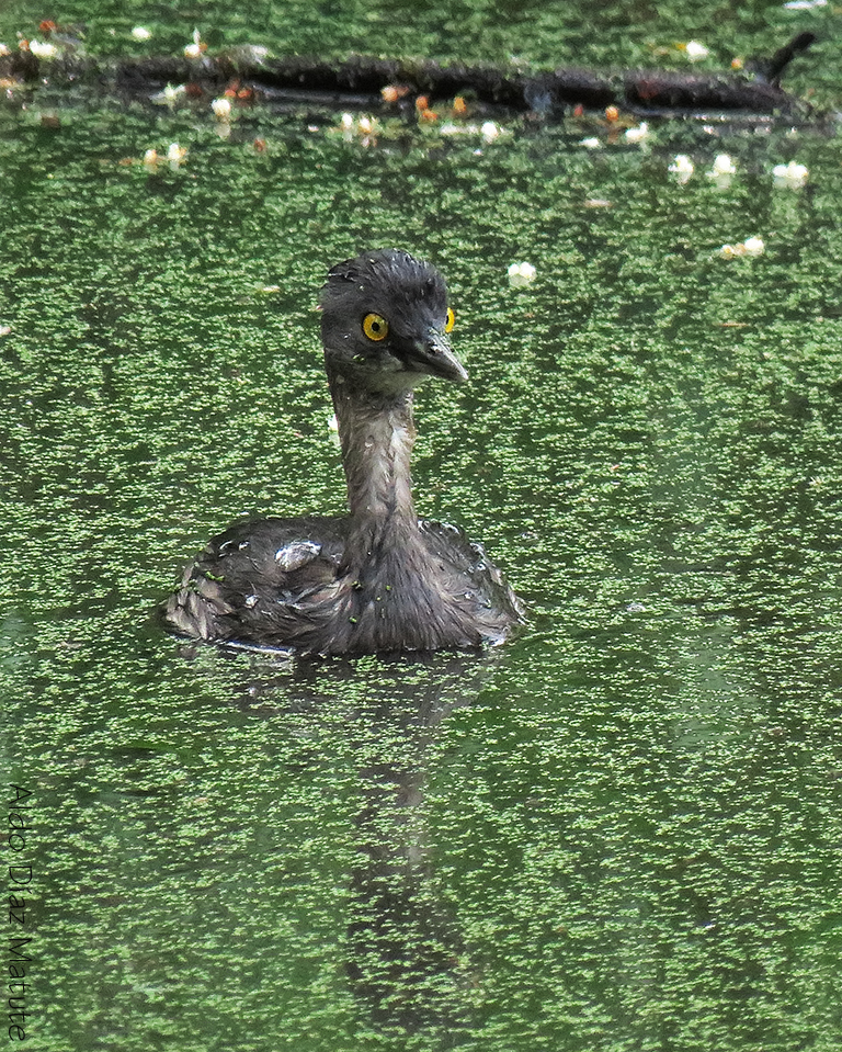 Tachybaptus dominicus