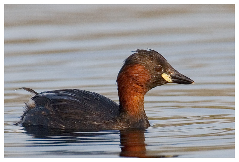 Tachybaptus ruficollis... Foto & Bild tiere, wildlife, wild lebende