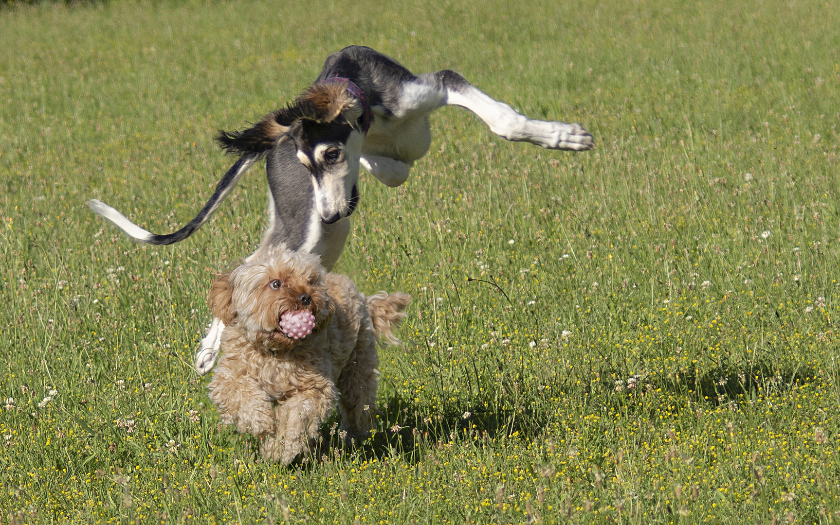 Tadjik en apesanteur (saluki et yorkipoo)