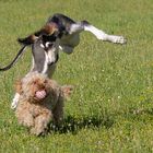 Tadjik en apesanteur (saluki et yorkipoo)