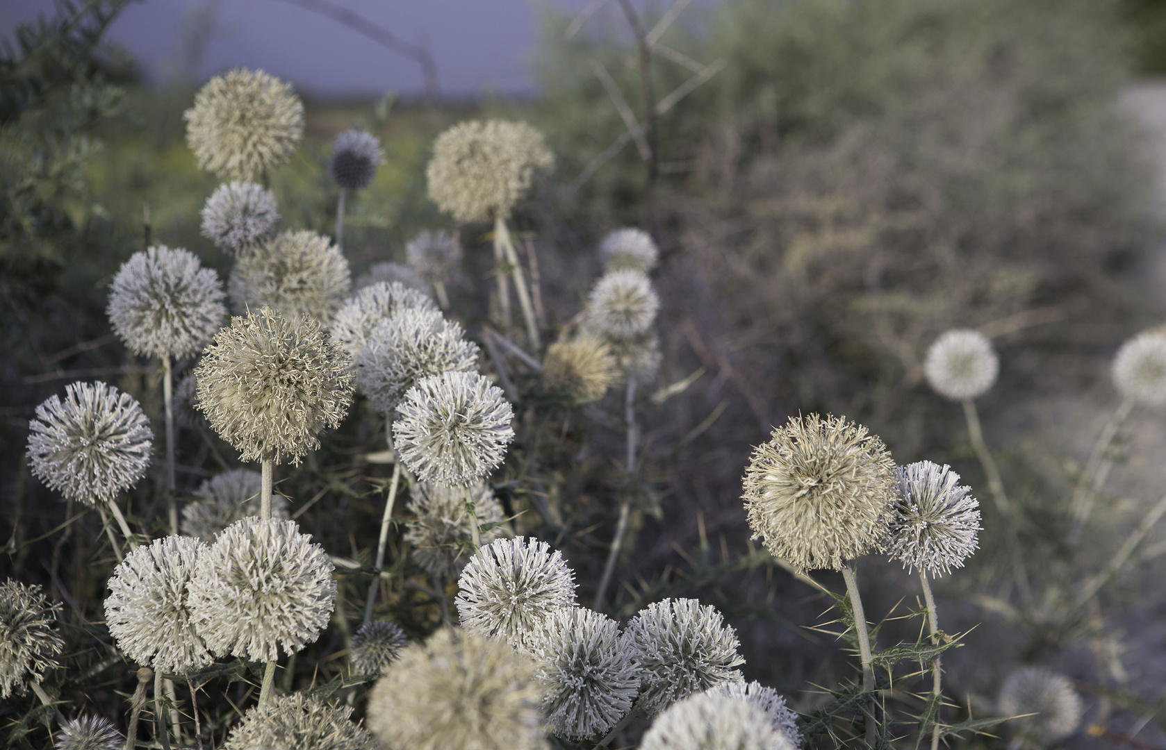 [ … tadjik flowers ]