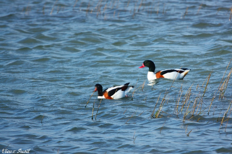 Tadorne de Belon ( Canard )