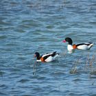 Tadorne de Belon ( Canard )